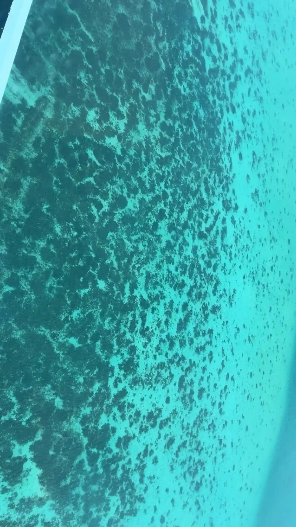 Coral heads scattered densely under pale turquoise water